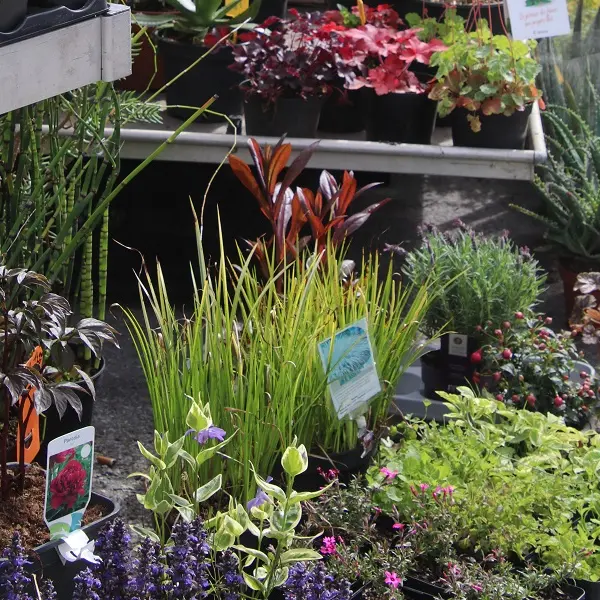 fete du vegetal - Ploërmel - Morbihan