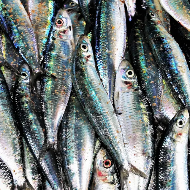 fish-market-3249554_1280