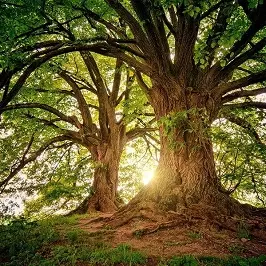 foret-pixabay-libre-de-droit