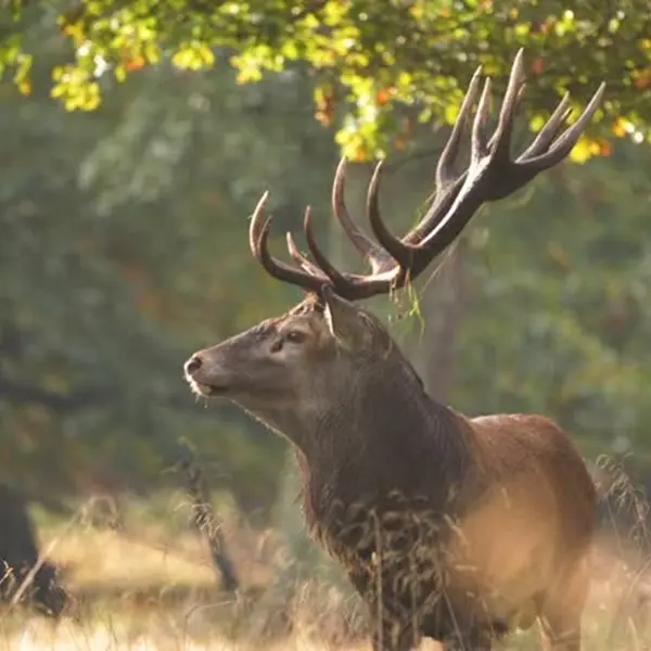 Balade nature - Campénéac - Cerf - Destination Brocéliande