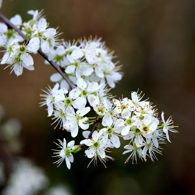 hawthorn-7894908_1280