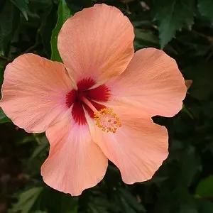 hibiscus-pixabay-libre-de-droit