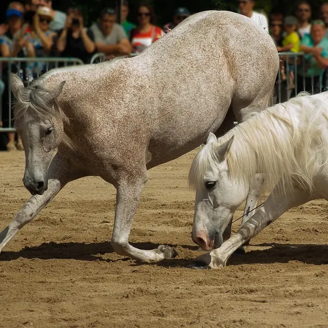 horses-1449764_1280