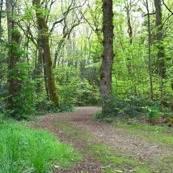 incroyables-chemins-sortie-plantes-sous-bois--11-