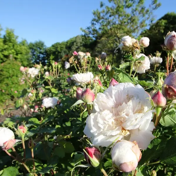 Jardins - Peignie - Ménéac - Brocéliande - Morbihan - Bretagne