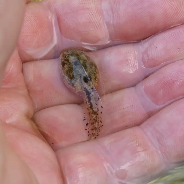 larve©Marc Pascual_Pixabay_libre de droit