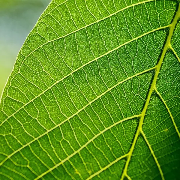 Balade nature Petites bêtes des landes et des bois