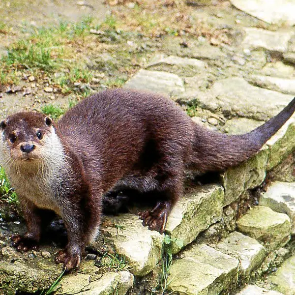 loutre-cpie