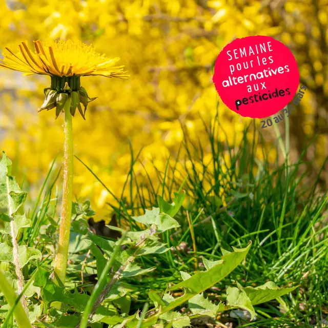 Les propriétés cachées des mauvaises herbes !