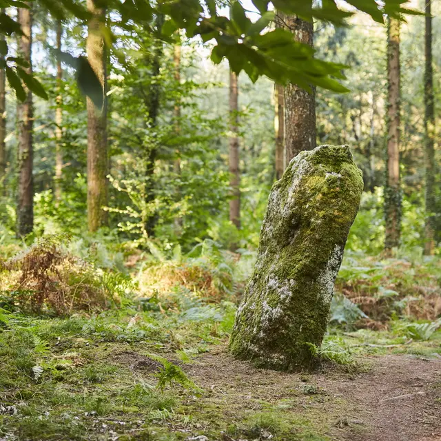menhir-dresse-foret-camors_1656x1104