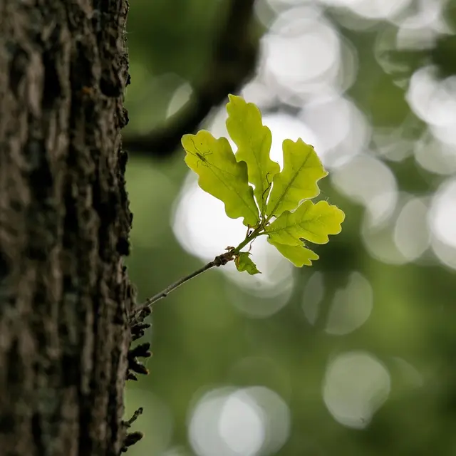 A la rencontre des arbres