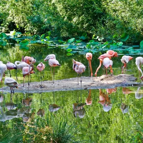 Branféré parc animalier et Botanique - Parcabout