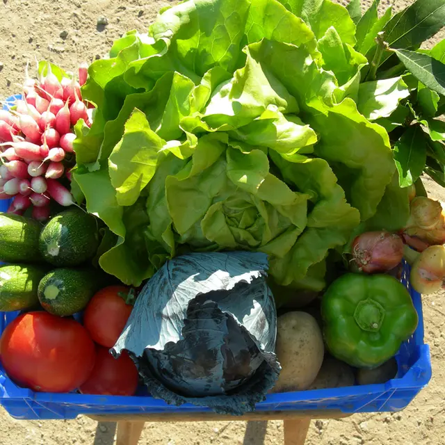 petit-potager-carnac