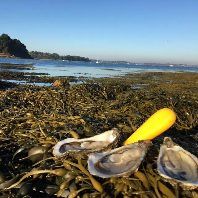 Les-Parcs-du-Scluze-Sarzeau-Presqu'île-de-Rhuys-Golfe-du-Morbihan-Bretagne sud