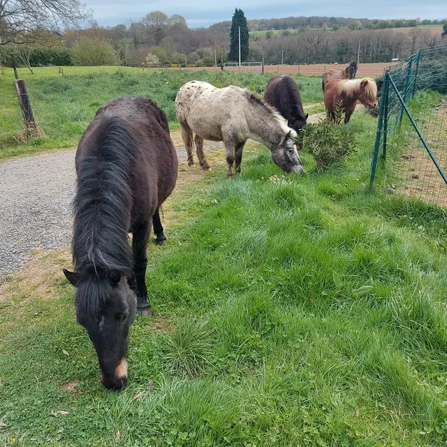 poneys La Pierre Blanche 2022