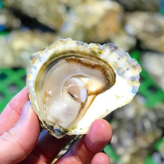 perle-de-quehan-saint-philibert-morbihan-bretagne-sud