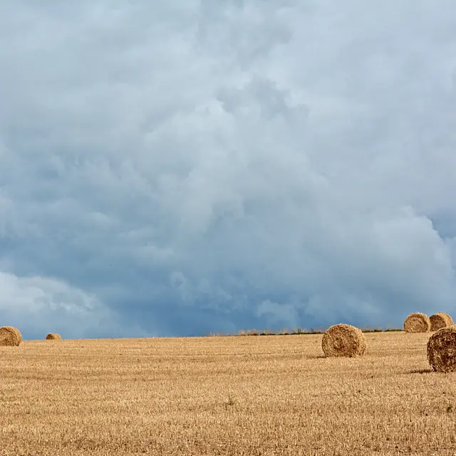 rouleau paille - BD - @M-A Gouret-Puillandre