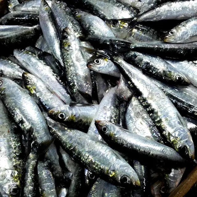 sardines-2289503_1920