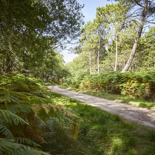 sentier-foret-erdeven_792x528