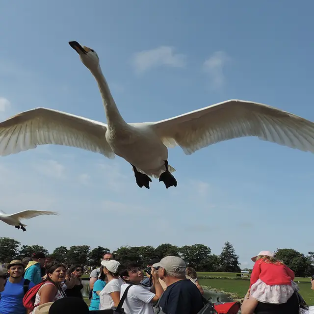 spectacle-oiseaux-C