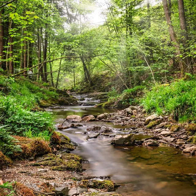 Photo Nature