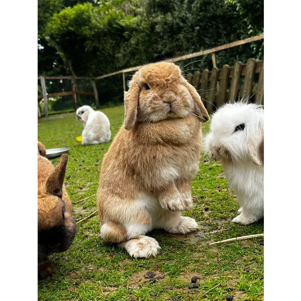 Ferme pédagogique Aux Prés d'Ecouves