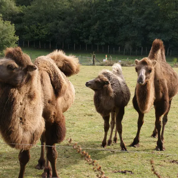 Parc animalier d'Ecouves - Le Bouillon