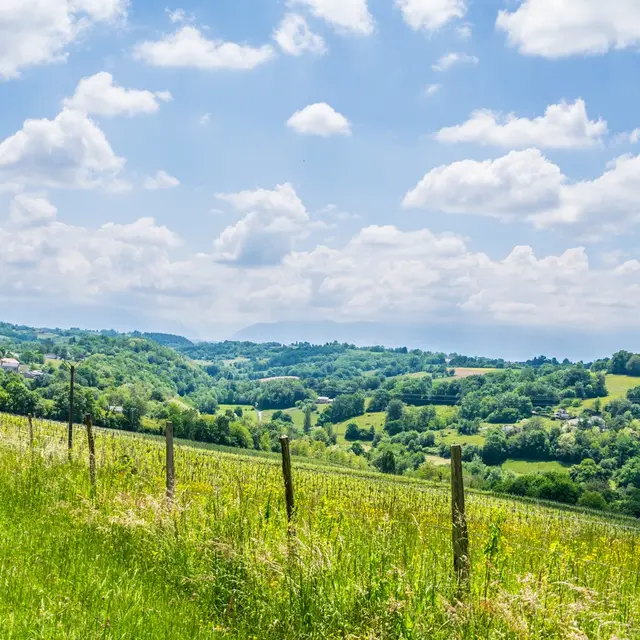 Côteaux de las hies - Vigne 1