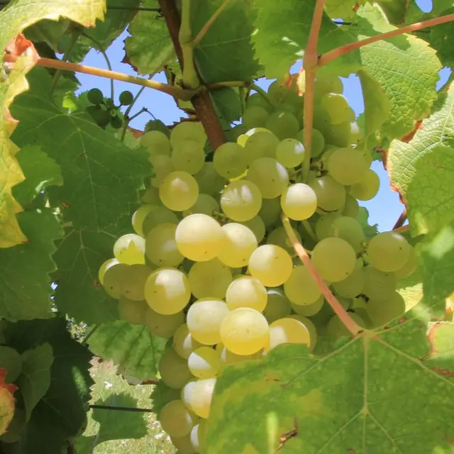 visuel générique vignoble