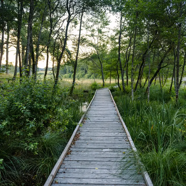 Etang de la Besse - Forêt de Meilhards - Masseret-Lamongerie © B.Charles OT TDC (2)