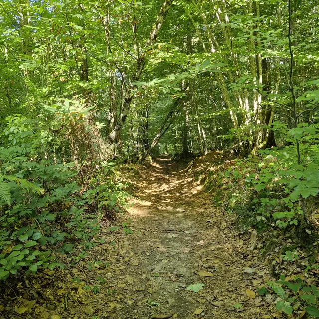 Forêt de Montard - Masseret-Lamongerie - la boucle des 3 villages © JL OT TDC (2)