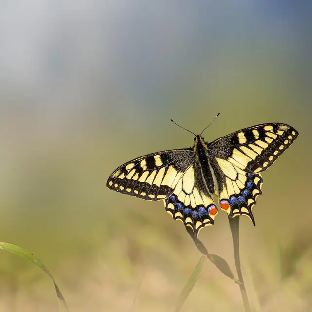 Jour-Papillon-PIXABAY-erik_karits-butterfly-8414148_1920