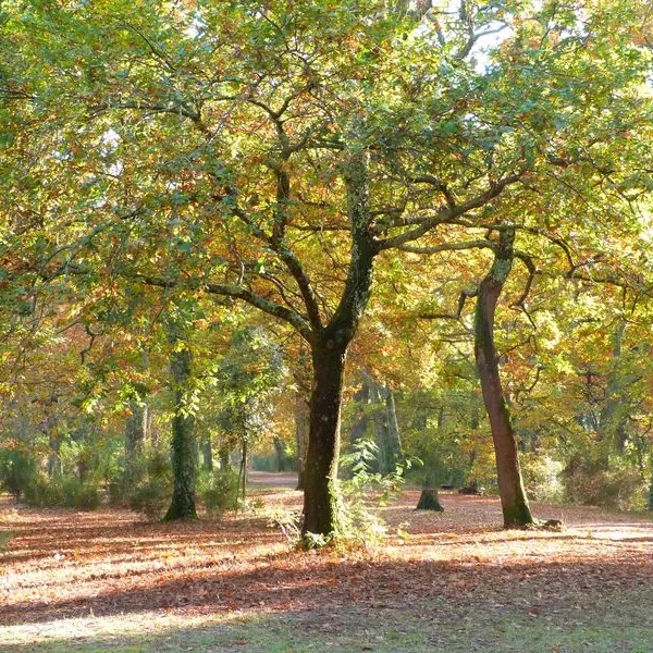 P1120746--800x600--3