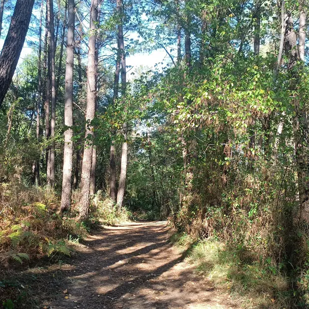 Saint Sauveur de Bergerac (27)