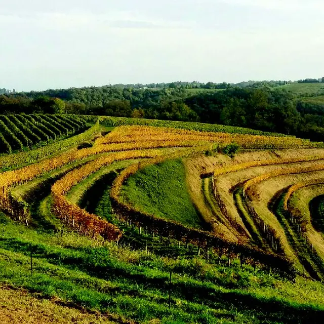 Domaine Burgué Séré - St Faust - vignoble