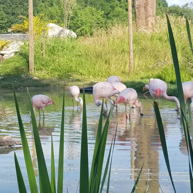 Exotic Park - Lescar - flamands roses