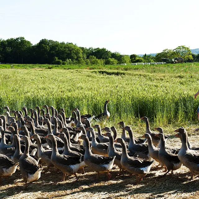 Ferme des Oies du Périgord Noir 1
