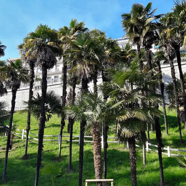 Jardins Joantho - Pau - Palmeraie 1