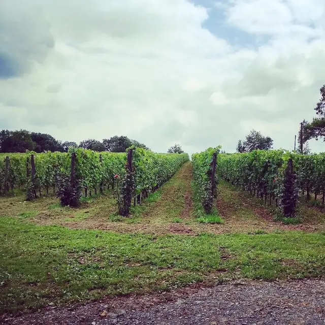 Clos Larrouyat - Gan - les vignes