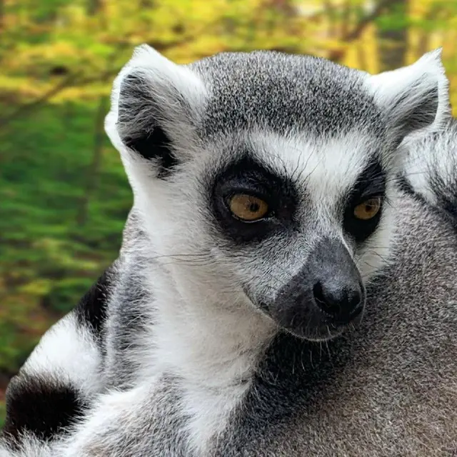 maki catta Mescoules zoo Refuge