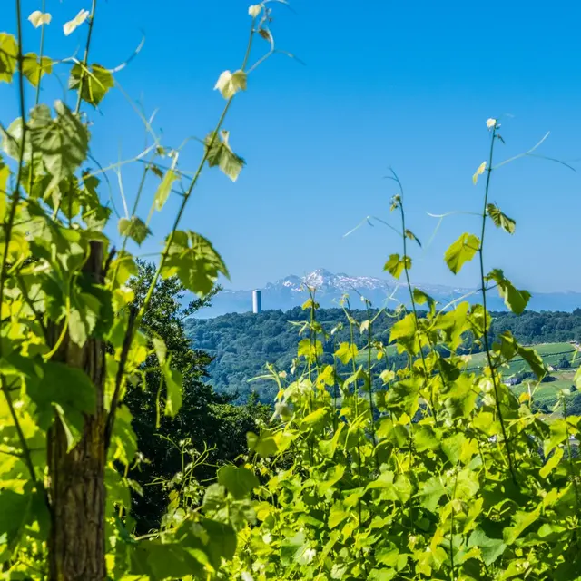 photo-rando-arbus-coteaux-du-bois-de-bas3