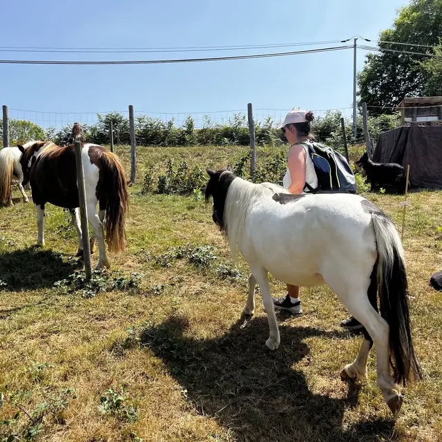 Balade poneys