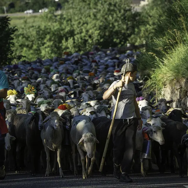 ©aspani-transhumancedesoulan (1)