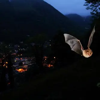 Chauve-souris