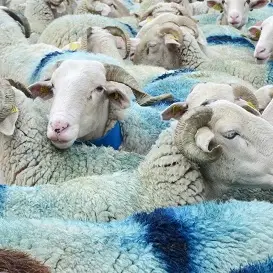 La fête des bergers