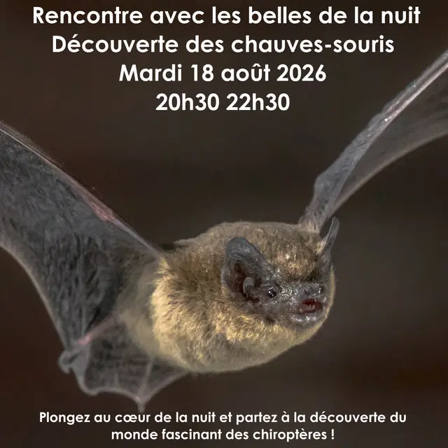 Affiche RNR été 2025 - 2026_chauvessouris