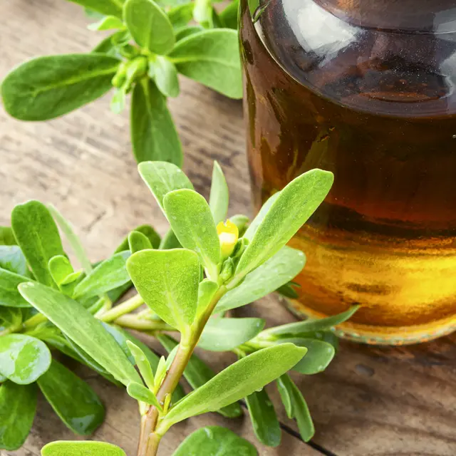 Medicinal tincture from purslane