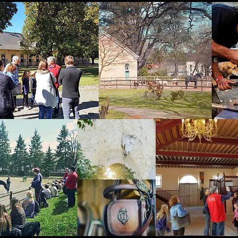 Visites guidées du Haras