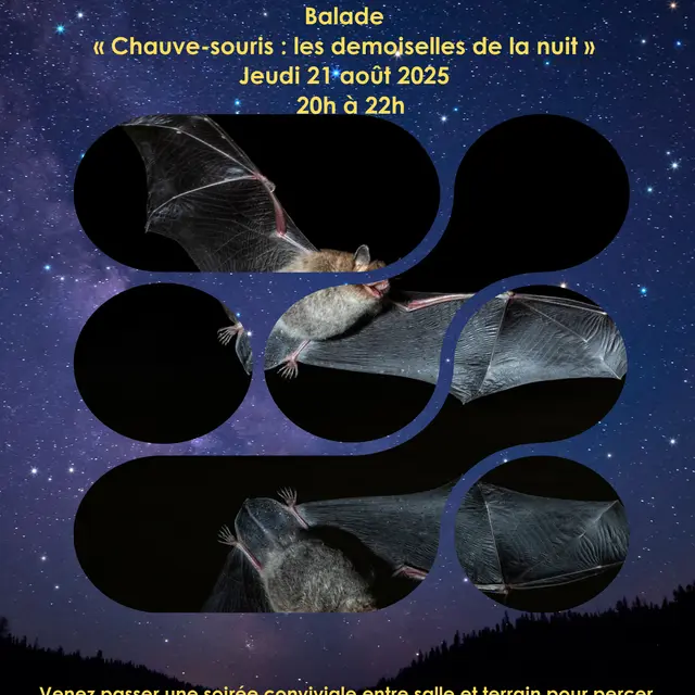 Affiche RNR Chauve souris
