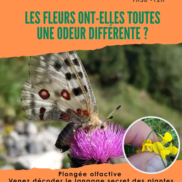 Affiches les fleurs ont toutes la même senteurs - 1